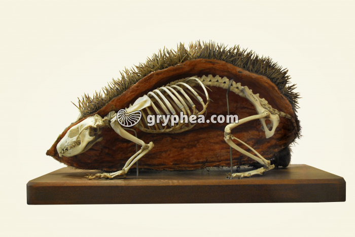 Squelette de Hérisson - gryphea.com